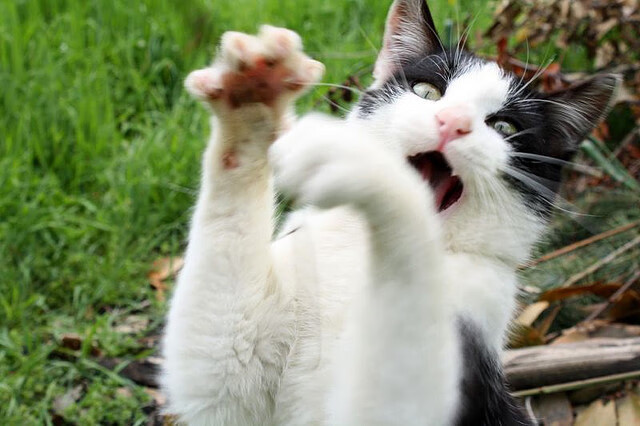 世界杯超级英雄救场:关键扑救引锅狂欢,超级碗 世界杯