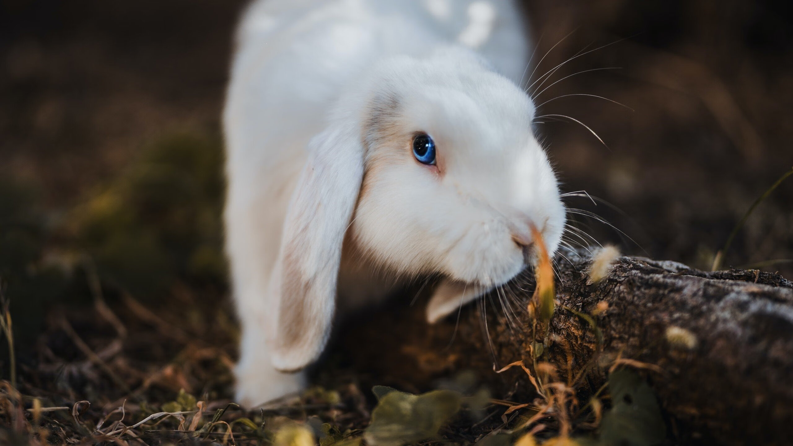 德甲战术多变:阵型调整带来惊喜不断,德甲分组