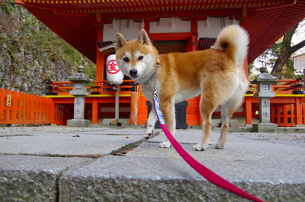 梅西在国家队再度发光,助阵世界杯预选赛
