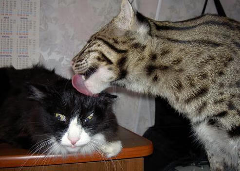 胡贝特·科斯决赛精彩瞬间成为焦点,胡安贝内特百度百科