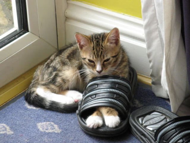 -苏炳添训练中调试起跑反应节奏，苏炳添的起跑方法