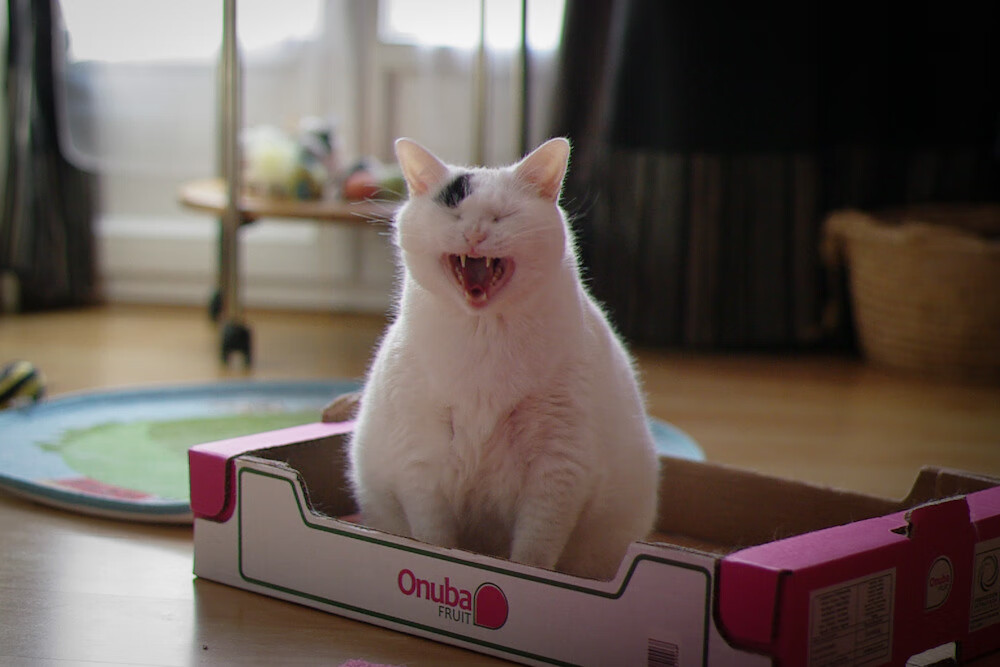 中国足球是否需要完善伤病数据管理体系，足球运动员伤病率